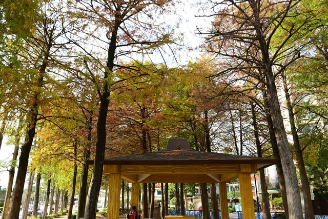 ▲▼    台北3處「落羽松秘境」一日遊！還能賞湖景、草原野餐（至誠公園）（圖／Bernice的隨手筆記）