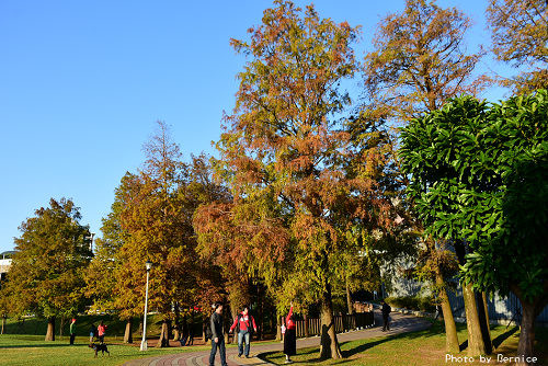 ▲▼ 台北3處「落羽松秘境」一日遊！還能賞湖景、草原野餐（大湖公園）（圖／Bernice的隨手筆記）