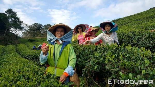 ▲ 坪林「綠光茶園」有機之光 陳陸合獲選全國模範農民。（圖／新北市農業局提供）