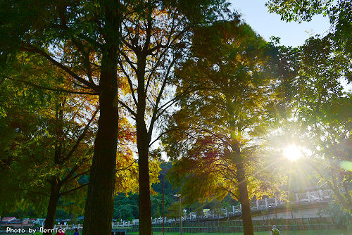 ▲▼ 台北3處「落羽松秘境」一日遊！還能賞湖景、草原野餐（大湖公園）（圖／Bernice的隨手筆記）