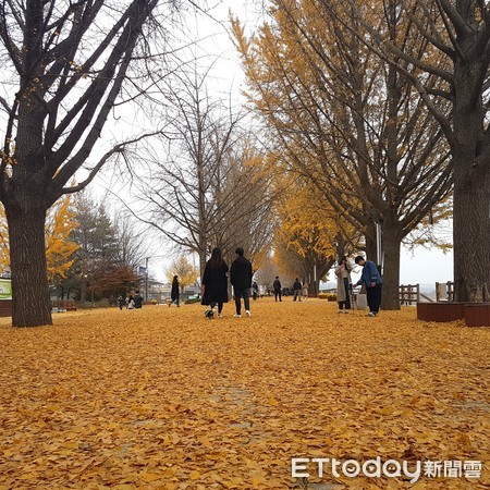 大悟書店,碧蹄站廢棄鐵道,松島,銀杏路,天空公園。（圖／記者楊蕎綺攝）