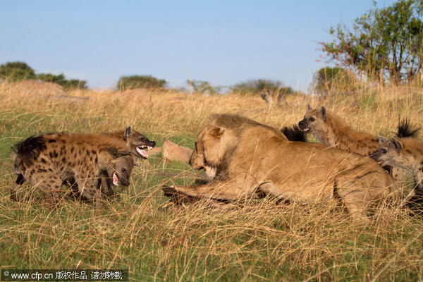 不要以為鬣狗是相對弱勢，其實牠們會搶獅子的食物。（圖／CFP）