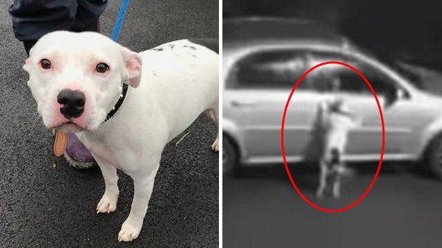 「假裝玩遊戲」真拋棄!狗狗狂搖尾求主人開門 連同睡窩被丟路邊