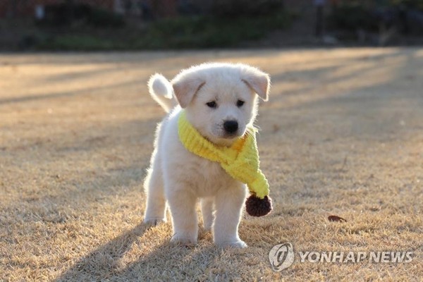 ▲韓國青瓦台官方推特公布了6隻小豐山犬的近況。(圖／青瓦台推特)