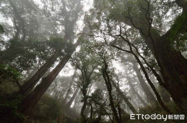 ▲深山特遣隊於大浦山附近，發現多達上百株的紅檜巨木群。（圖／台東林管處提供，下同）