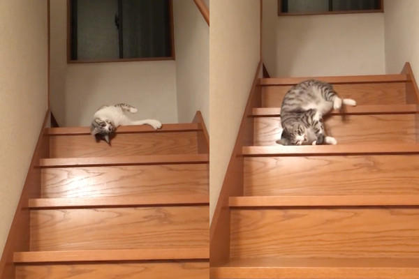 ▲懶喵側躺咕溜「流下樓梯」　網狂重播研究：貓是液體得證！。（圖／翻攝自YouTube／ゆーと）