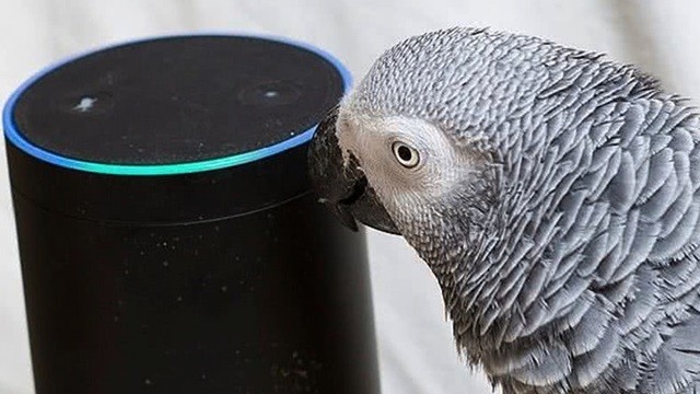 鸚鵡「使喚智能音響」訂購零食!主人退貨發現:都只買你愛吃的