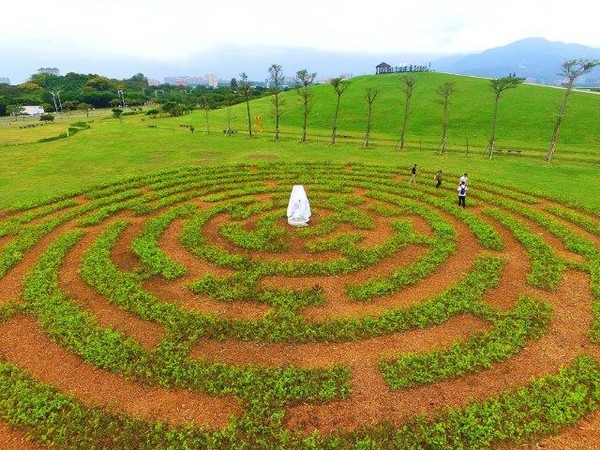 ▲八里文化公園米飛園區推出灌木景觀迷宮。（圖／新北市政府水利局提供）