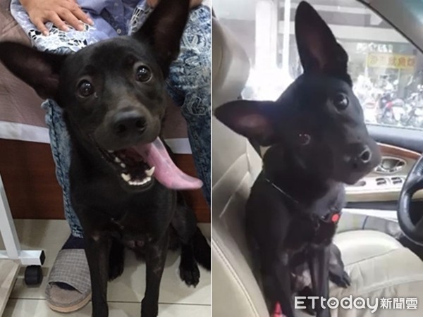 ▲▼黑汪「庫洛」焦慮自殘「咬到禿毛」聽名歪頭：有新家？（圖／愛媽周小姐授權）