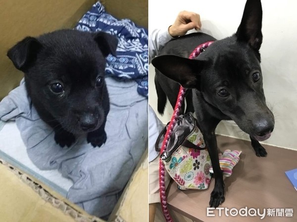 ▲▼黑汪「庫洛」焦慮自殘「咬到禿毛」聽名歪頭：有新家？（圖／愛媽周小姐授權）