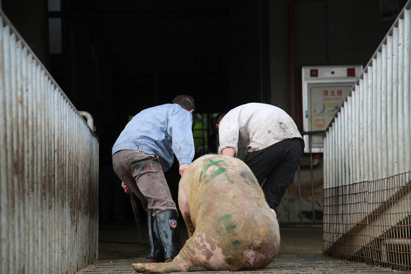 ▲東莞的工作人員把豬拖到屠房,非洲豬瘟。（圖／路透社）
