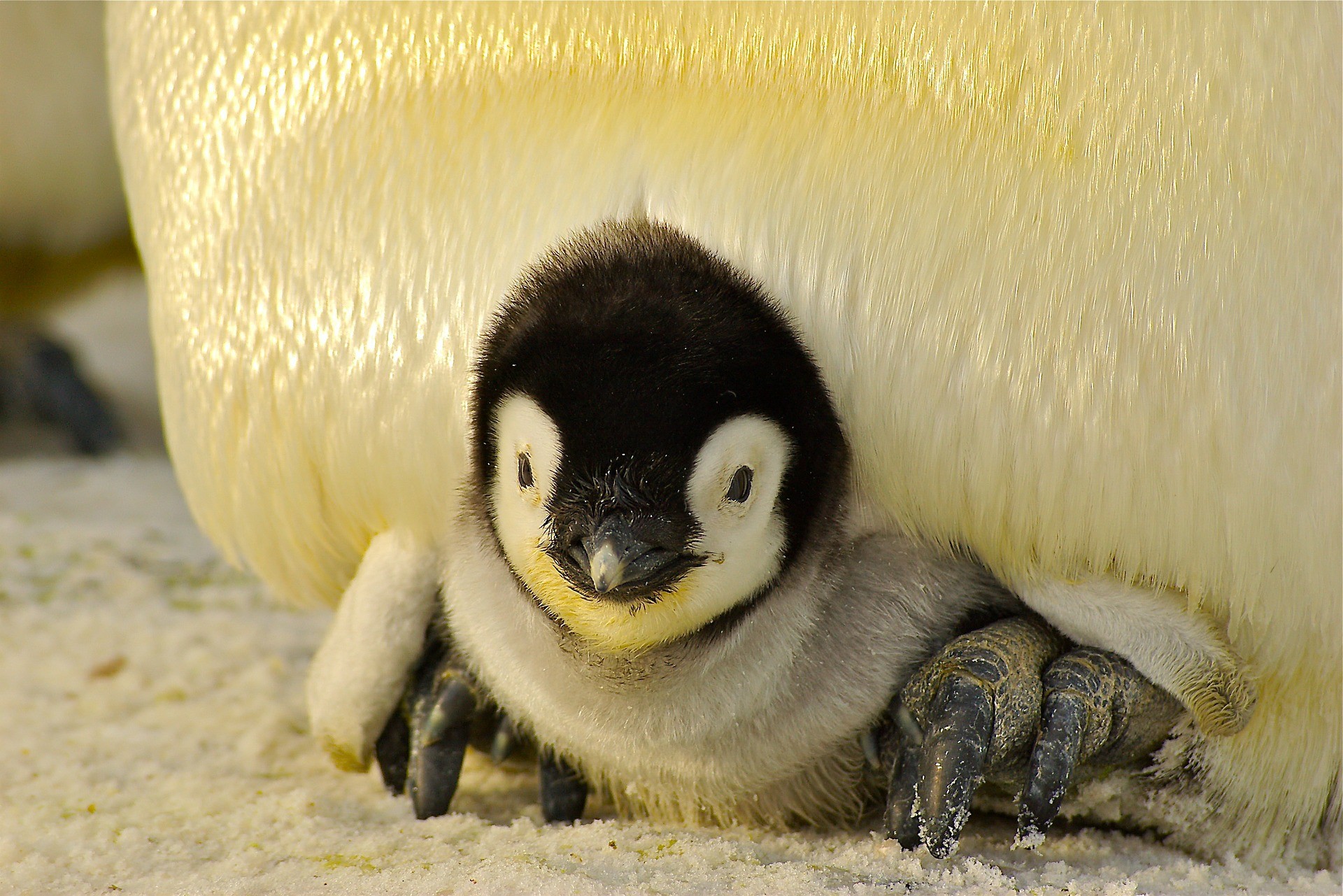 ▲▼ 企鵝,南極,南極洲。（圖／免費圖庫pixabay）