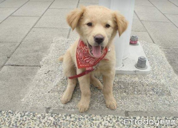 ▲領養前VS領養後！汪汪憨萌臉&rarr;崩壞老油條：長期飯票到手了沒差。（圖／網友Shan Wulin提供，請勿隨意翻拍，以免侵權。）