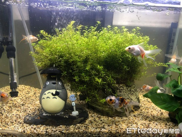 水族箱前吃豆花8金魚群聚角落 暴動游 快來看媽媽 Ettoday寵物雲 Ettoday新聞雲