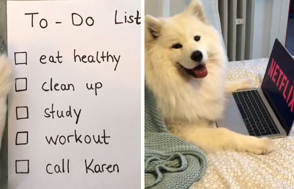 ▲薩摩耶三分鐘熱度，事情做一半就放棄。（圖／翻攝自IG@mayapolarbear）