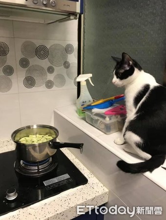 ▲晚餐要吃什麼！賓士貓坐瓦斯爐旁邊「監督」：姨媽，朕餓了。（圖／網友San Lin提供，請勿隨意翻拍，以免侵權。）
