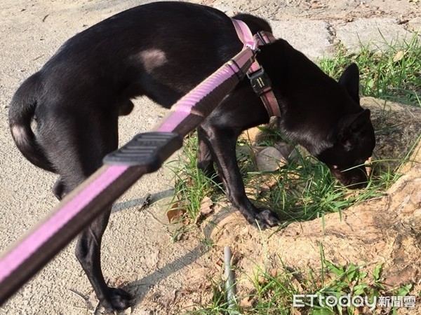 ▲▼黑汪「庫洛」焦慮自殘「咬到禿毛」聽名歪頭：有新家？（圖／愛媽周小姐授權）