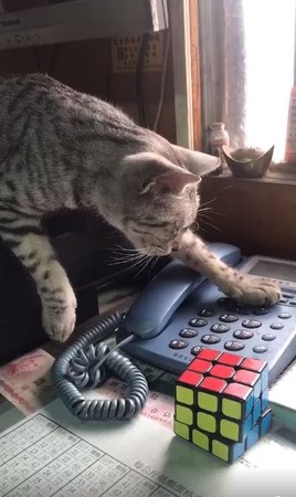 貓咪接線員30秒「維持同姿勢」。（圖／飼主謝小怡提供，請勿隨意翻拍，以免侵權。）