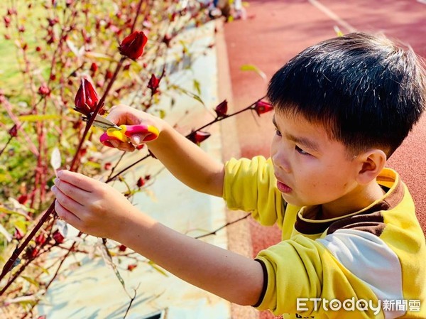 ▲▼廣興師生樂採「紅寶石」，製成果乾助弱勢。（圖／廣興國小提供）