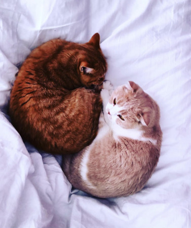 ▲紅髮艾德的愛貓Dorito和Calippa。（圖／翻攝自Instagram／thewibbles）