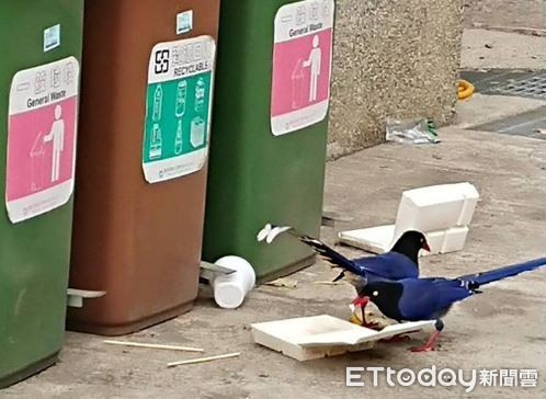 ▲▼台灣藍鵲在吃便當盒中的殘食。（圖／惠蓀林場提供）