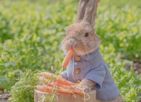 彼得兔真實版 主人親手製作全身行頭兔寶帥翻整個ig界 Ettoday寵物雲 Ettoday新聞雲