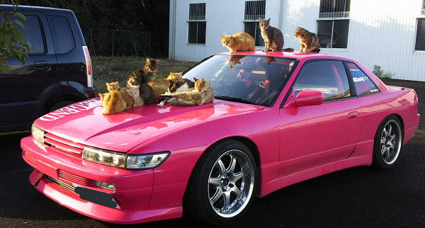 ▲▼浪貓軍團霸占引擎蓋「依偎成球」　車主笑：整排只睡我的車。（圖／翻攝自Twitter:chizuvia）