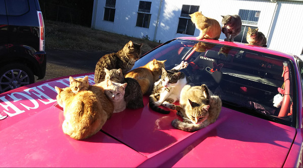 ▲▼浪貓軍團霸占引擎蓋「依偎成球」　車主笑：整排只睡我的車。（圖／翻攝自Twitter:chizuvia）