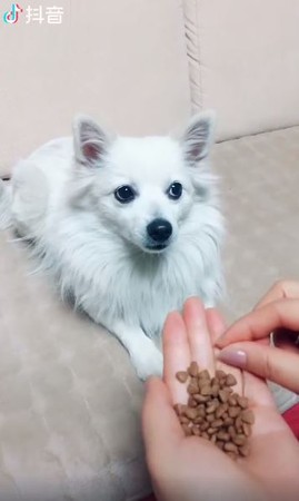 連吃3次空氣零食...牠淡定臉拒絕。（圖／翻攝自抖音）