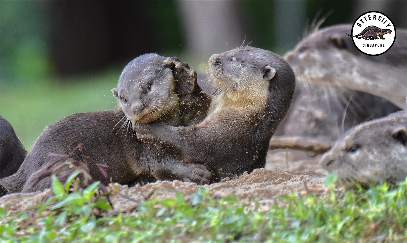 ▲▼新加坡關懷水獺組織Ottercity推出3款限量版胸針。（圖／翻攝自Facebook／Ottercity）