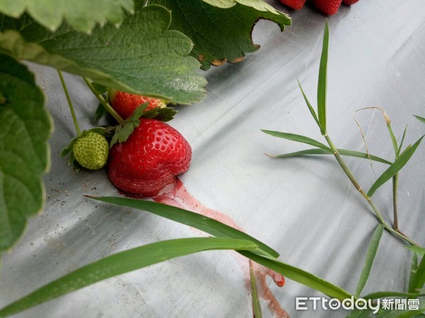 ▲無良的遊客把整園草莓破壞殆盡，把成熟的草莓用利剪開腸破肚，農民欲哭無淚。（圖／記者黃孟珍翻攝）