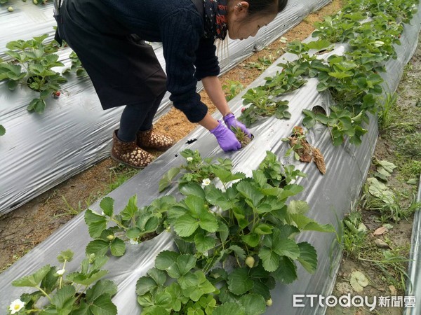 ▲業者也將暫停營業一天，好好把園區整理一番後，再開放採果。（圖／記者黃孟珍翻攝）