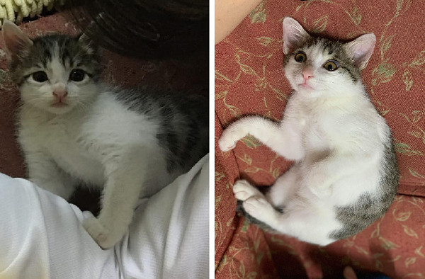 想領養貓門外就喵喵叫雨中找3天成功收編 小霸王 Ettoday寵物雲 Ettoday新聞雲