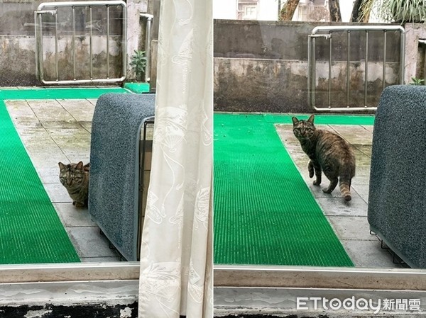 ▲▼遇渣男、蜂螫！怕生浪取名「罔市」改運→挑食傲嬌肉肉貓（圖／網友Cindy授權，請勿隨意翻拍，以免侵權。）