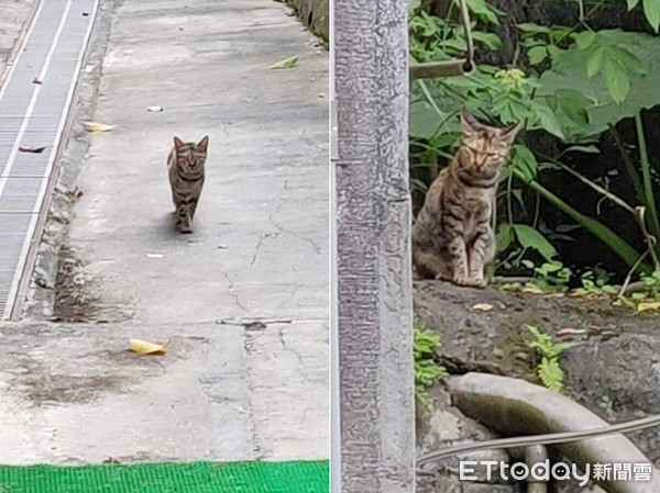 ▲▼遇渣男、蜂螫！怕生浪取名「罔市」改運→挑食傲嬌肉肉貓（圖／網友Cindy授權，請勿隨意翻拍，以免侵權。）