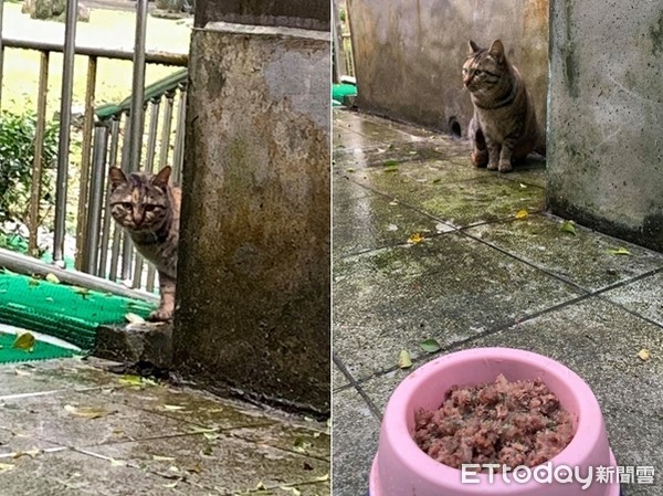 ▲▼遇渣男、蜂螫！怕生浪取名「罔市」改運→挑食傲嬌肉肉貓（圖／網友Cindy授權，請勿隨意翻拍，以免侵權。）