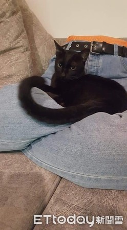 ▲DIY「人形貓窩」材料做法超簡單！　貓奴全讚翻：腿得救了。（圖／有點毛毛的／飼主Jfave Jc提供）