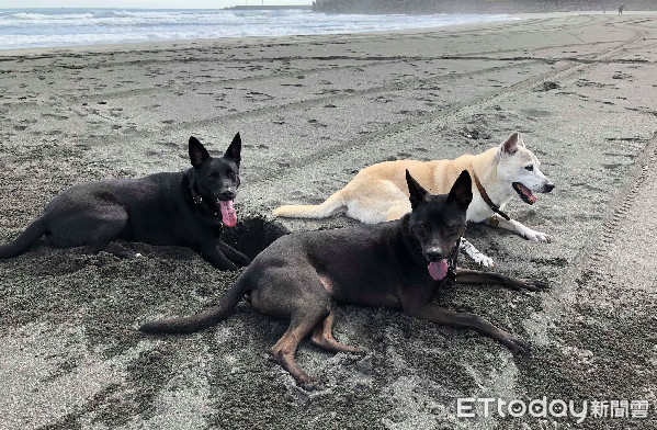 ▲歐告爬山5分鐘，鬼針草沾滿全身。（圖／網友Bug Lin授權提供）