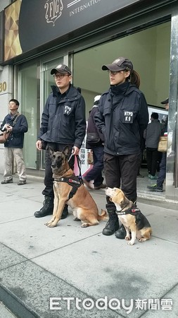 ▲2019桃園跨年晚會出動警犬協勤，超吸睛。（圖／中壢警分局提供）