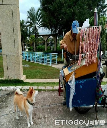 ▲柴犬花枝丸。（圖／網友羅陳鑌授權提供）