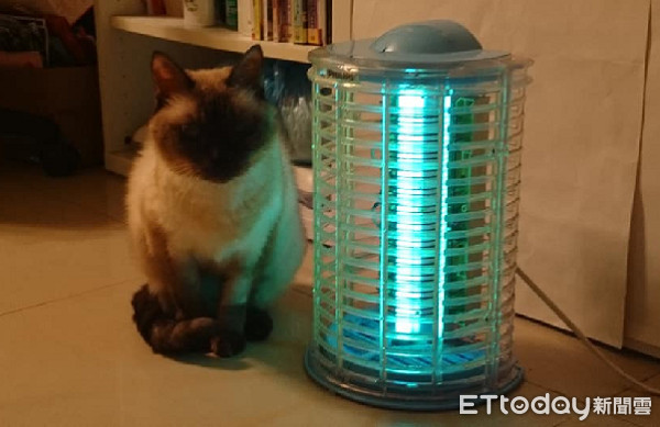 ▲喵在捕蚊燈旁邊「取暖」。（圖／網友Cat D. Wang授權提供）