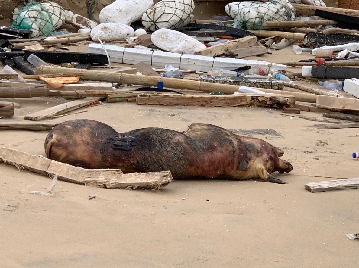 ▲▼海巡在金門金沙鎮田埔岸際發現1頭死亡豬隻。（圖／第九岸巡隊提供）