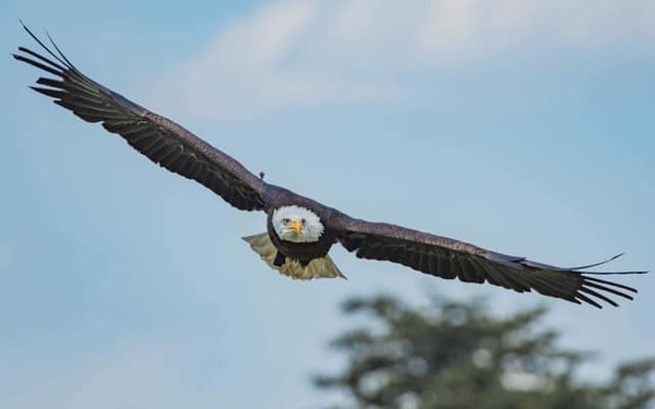 ▲白頭鷹被當成美國國鳥、國徽。（圖／翻攝自World Bird Sanctuary臉書）