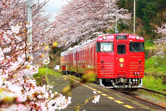 ▲日本四國、岡山春櫻之旅▼             。（圖／翔笙旅行社提供）