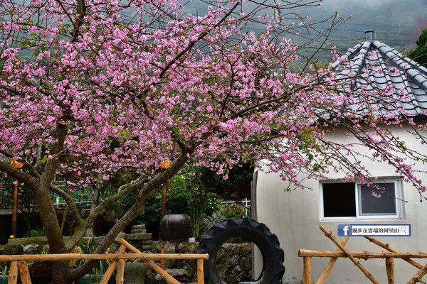 ▲阿里山太和樟樹湖的河津櫻絕美盛開。（圖／漫步在雲端的阿里山提供）