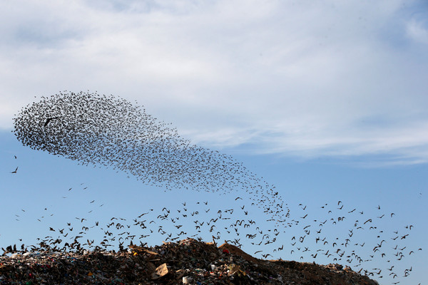 ▲▼ 歐洲椋鳥每年冬季皆會南下避寒，牠們群起飛舞，排成各式圖形。（圖／路透）