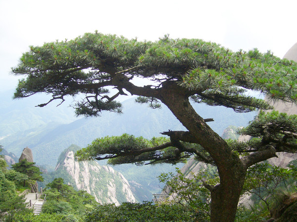 ▲中國黃山▼             。（圖／鳳凰旅遊提供）