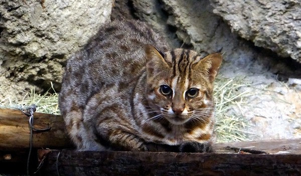 蟾蜍找石虎當靠山，保育員翻白眼。（圖／台北市立動物園提供）