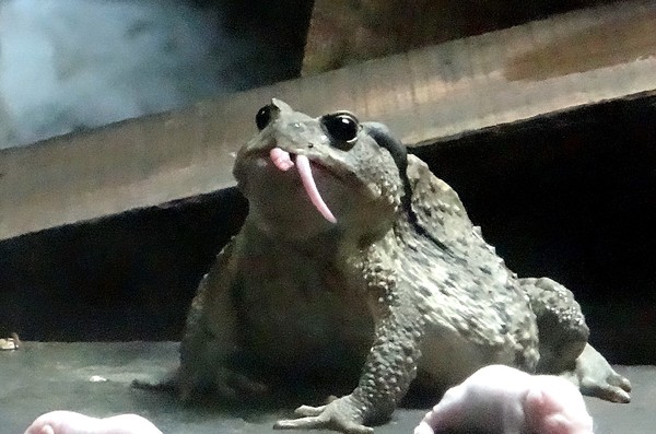 蟾蜍找石虎當靠山，保育員翻白眼。（圖／台北市立動物園提供）