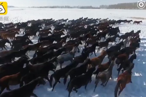 新疆真實版萬馬圖。（圖／翻攝自離視頻）